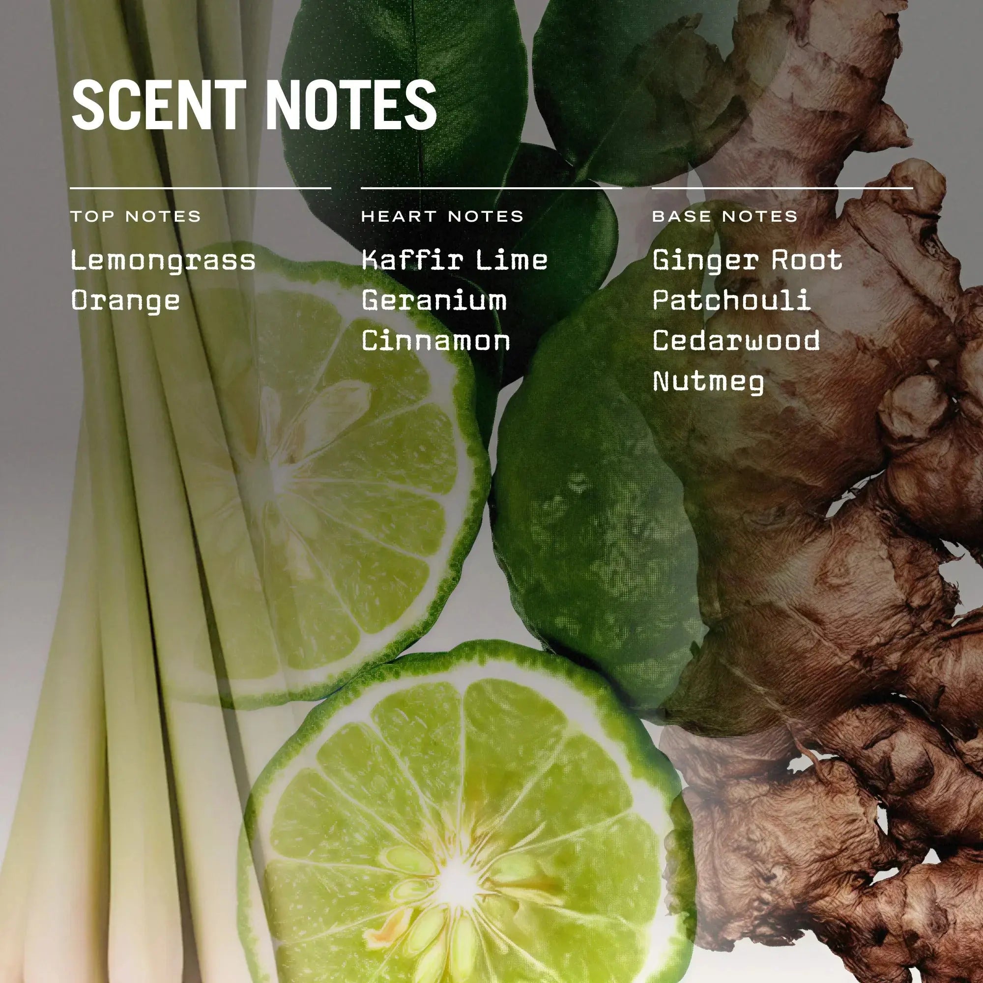 Eastern Garden 100ml Reed Diffuser Russell + White